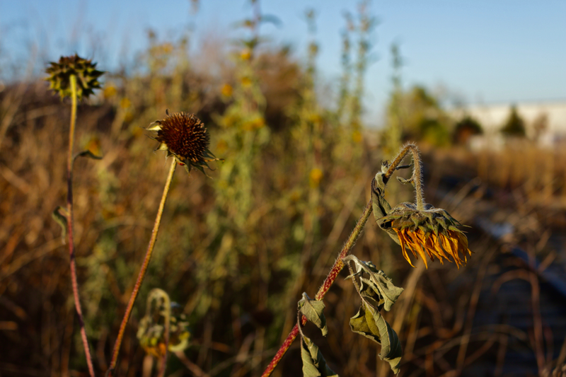There’s a ladybug under the brown flower. After noticing it, I saw quite a few others around. It was a cold morning.